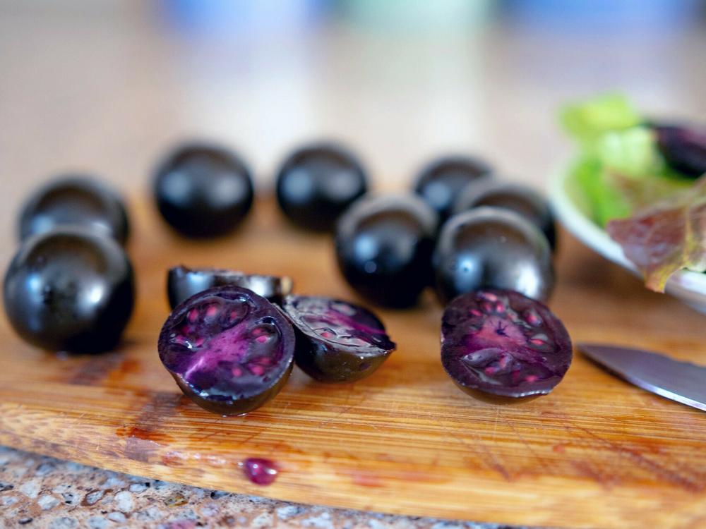 The Purple Tomato, a genetically modified crop created by Norfolk Plant Sciences, is available to home gardeners to start from seed.