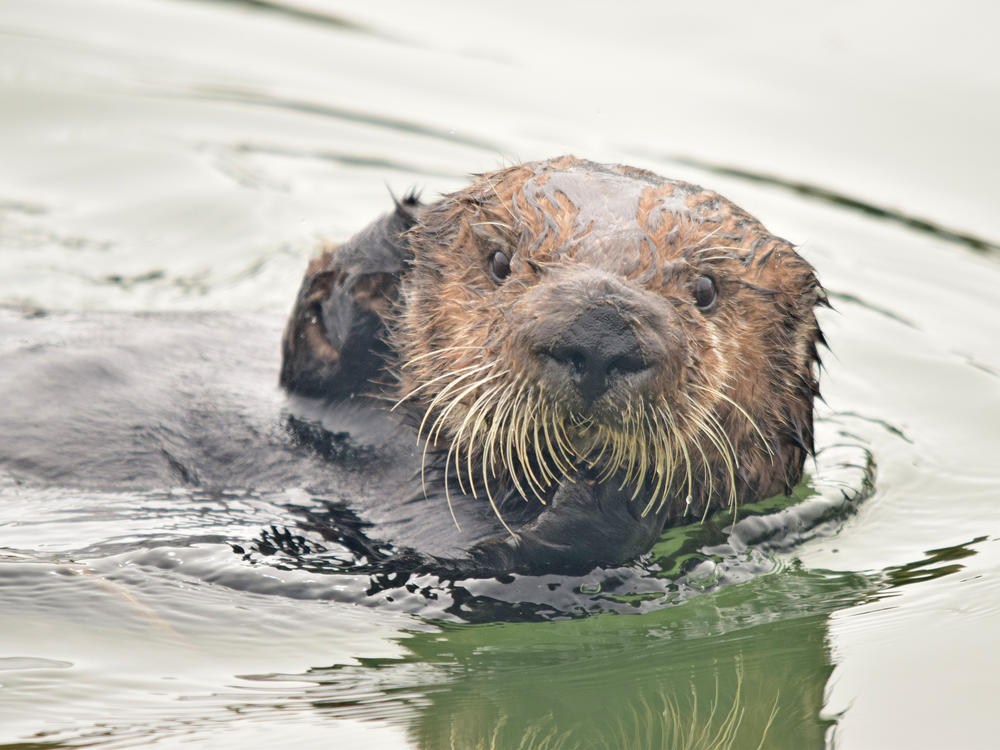 A sea otter in the estuarine water of Elkhorn Slough, Monterey Bay, Calif.