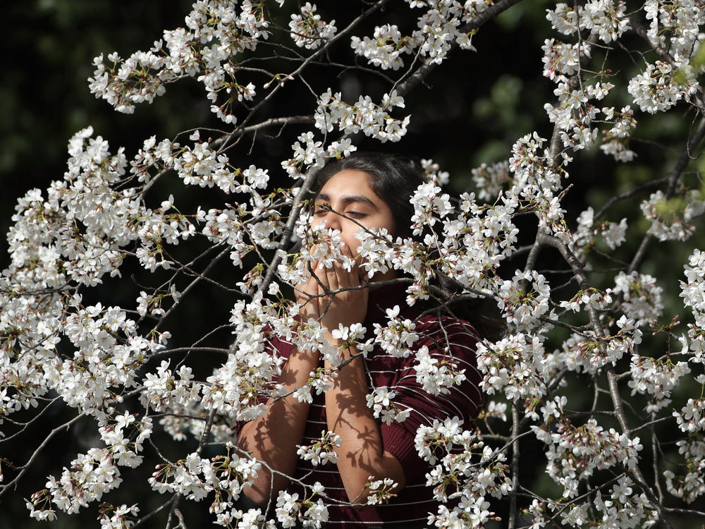 WASHINGTON, DC - MARCH 23: A young woman smells the blooms inside the branch of one of the cherry trees surrounding the Tidal Basin near the National Mall March 23, 2016 in Washington, DC.