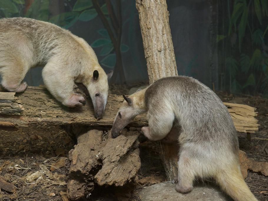 Cayenne (left) and Manny (right) sniff around their enclosure together.