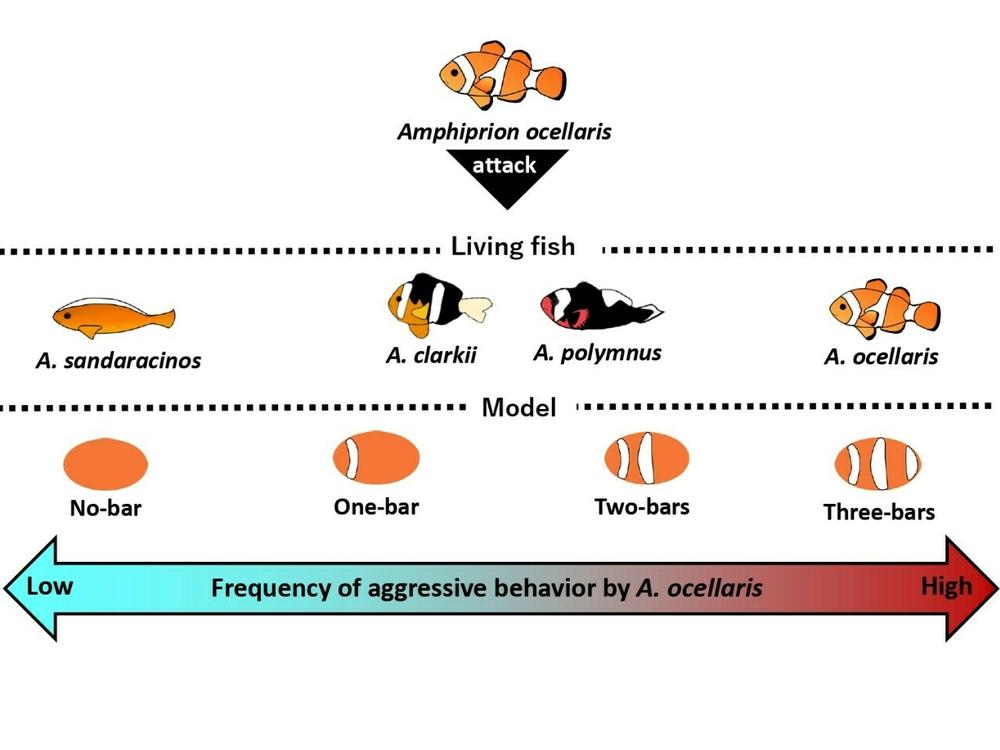 Figure depicting the spectrum of aggressive behavior of clown anemonefish on different species and plastic models.