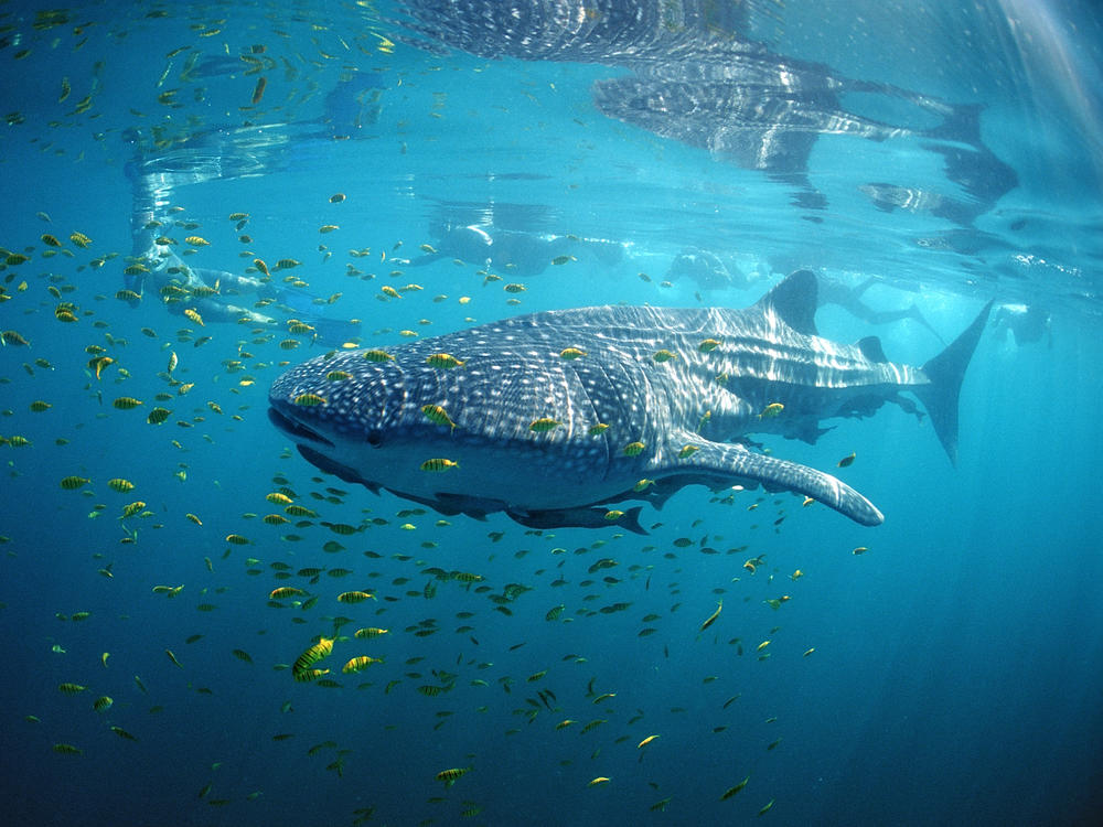 Ninety-seven percent of migratory fish species are facing extinction. Whale sharks, the world's largest living fish, are among the endangered.