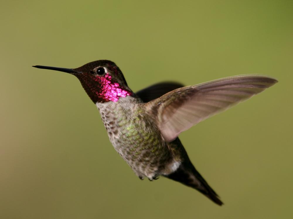 An Anna's hummingbird is pictured. Recent winter storms in Oregon and British Columbia have been sending Anna's hummingbirds into a popsicle-like state.