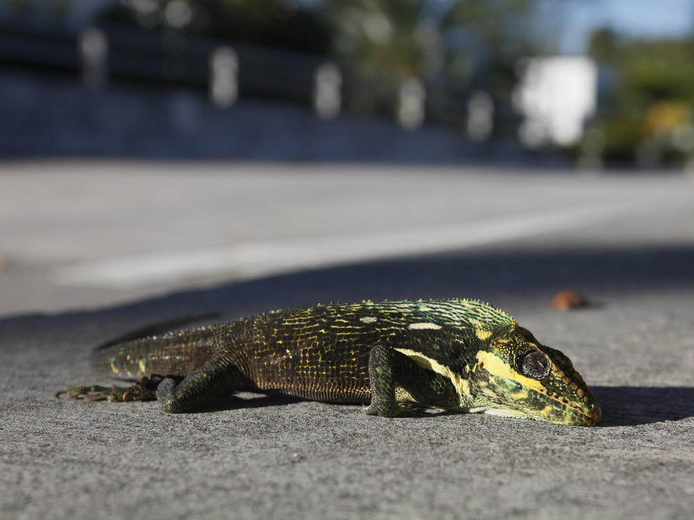 A stunned iguana lies on the sidewalk after having fallen from a tree on Jan. 6, 2010, in Surfside, Fla. Very cold temperatures can stun the invasive reptiles into a state called brumation. But the iguanas won't necessarily die.