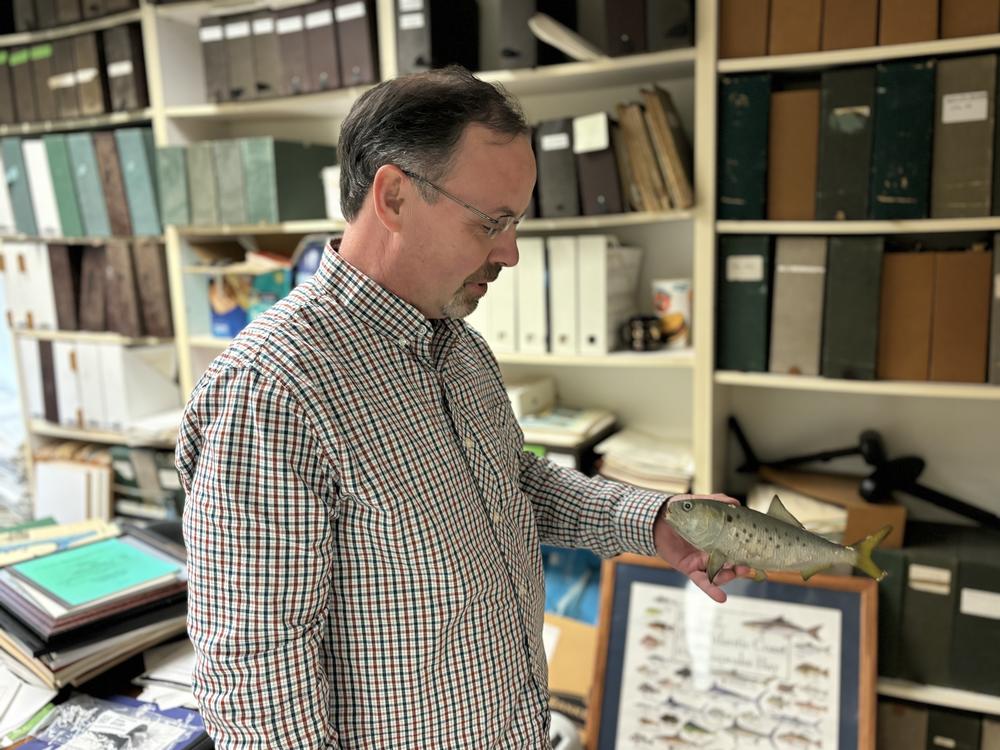 Rob Latour, a professor at William & Mary's Virginia Institute of Marine Science, holds a model menhaden.