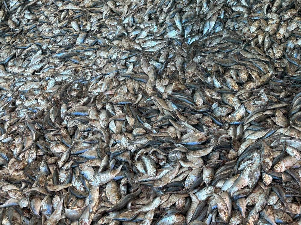Menhaden in a holding bin at Omega Protein's reduction plant in Reedville, Virginia in December. Omega harvests hundreds of millions of menhaden each year to produce fishmeal and fish oil for products like pet food and omega-3 supplements.