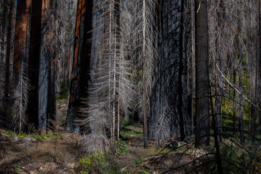 Smaller pines and other trees, killed in California's extreme droughts, acted as kindling in recent wildfires, fueling the intense burning.