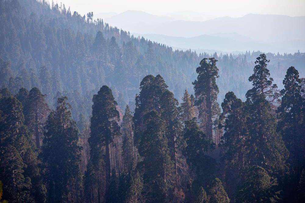 Sequoia trees are susceptible to heat and drought, conditions that are expected to get more extreme as the climate keeps changing.