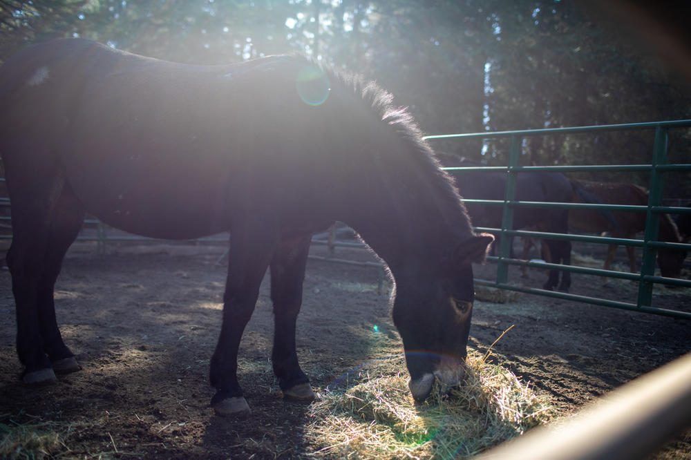 Mules and horses are stationed at a trailhead to help transport seedlings deep into the park.