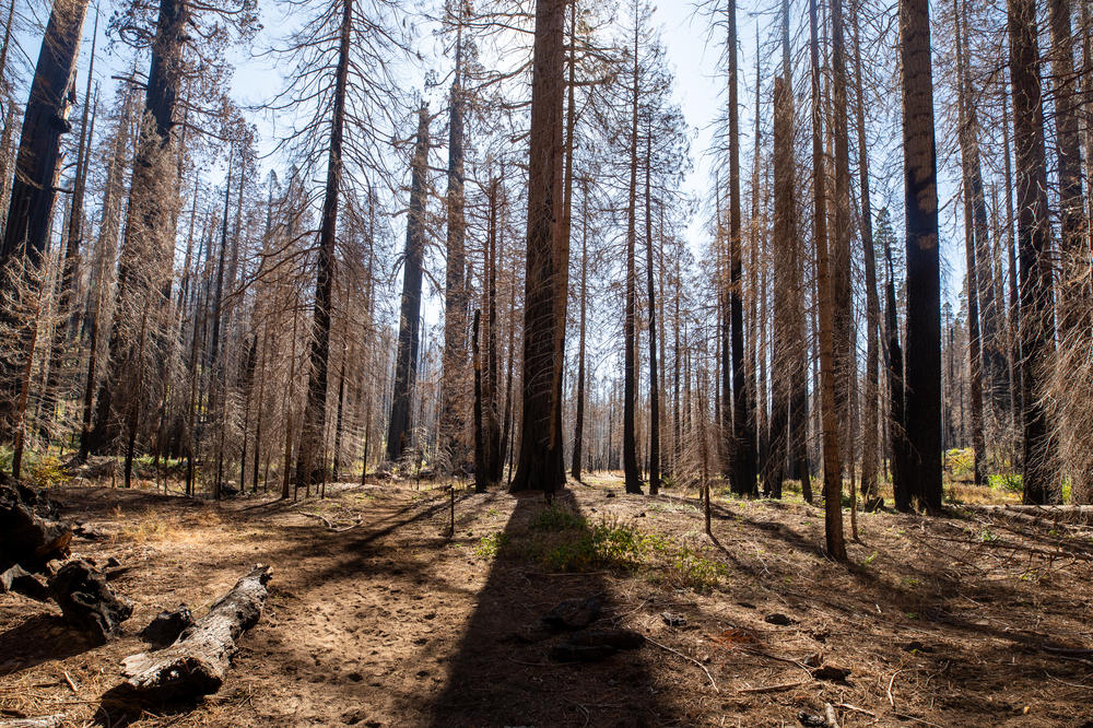 Ecologists estimate that up to 14,000 sequoias have been killed in recent wildfires, a shocking number for a species that was thought to survive most fires.