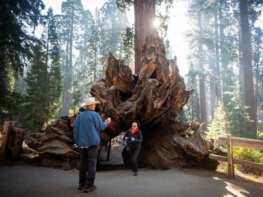 Sequoia National Park was created in 1890 to protect the mammoth trees for the public. Along with Kings Canyon National Park, the two parks are home to about 40% of all sequoias.