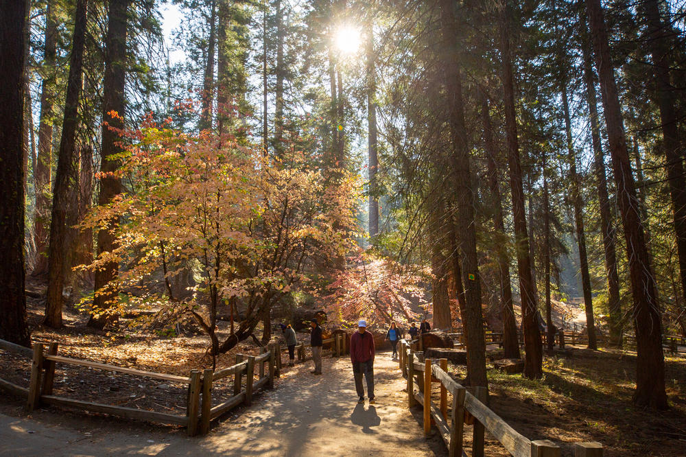 Light streams through the trees in Grant Grove in Kings Canyon National park.