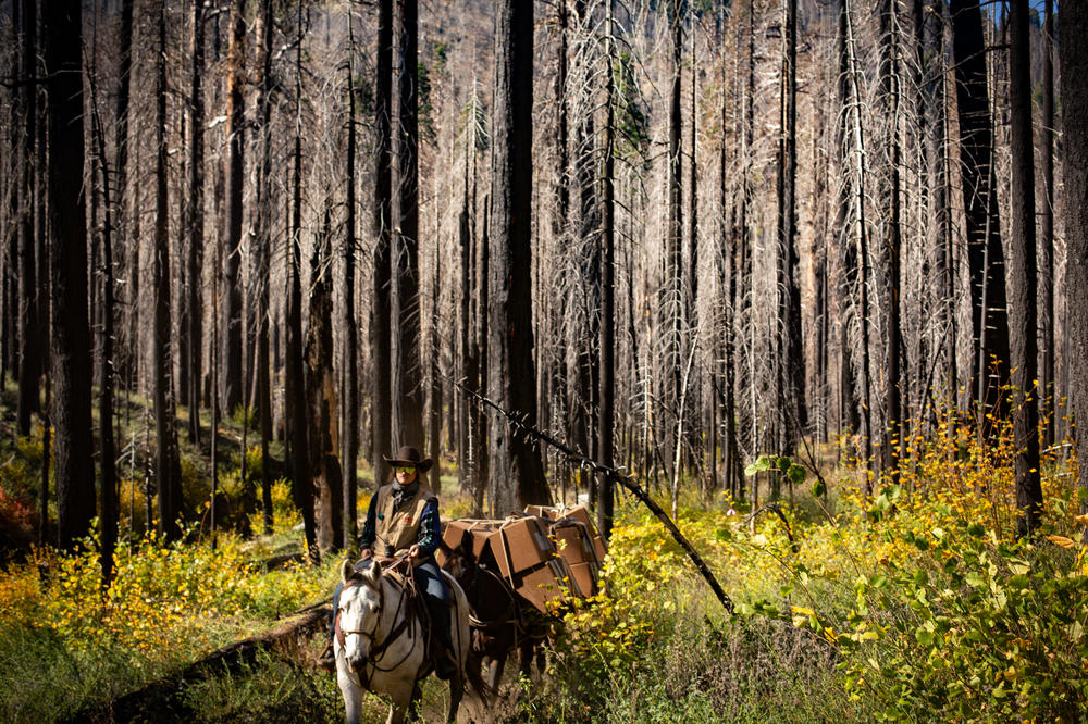 A mule train delivers boxes of sequoia seedlings through shrubs that have sprung up in the wake of the KNP Complex Fire. Sequoia seedlings do best in the first few years after a fire, when there's little vegetation to shade them out.