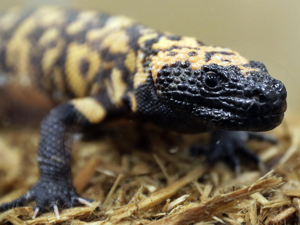 A Gila monster is displayed at the Woodland Park Zoo in Seattle, Dec. 14, 2018. Gila monster bites are often painful to humans, but normally aren't deadly, experts say.