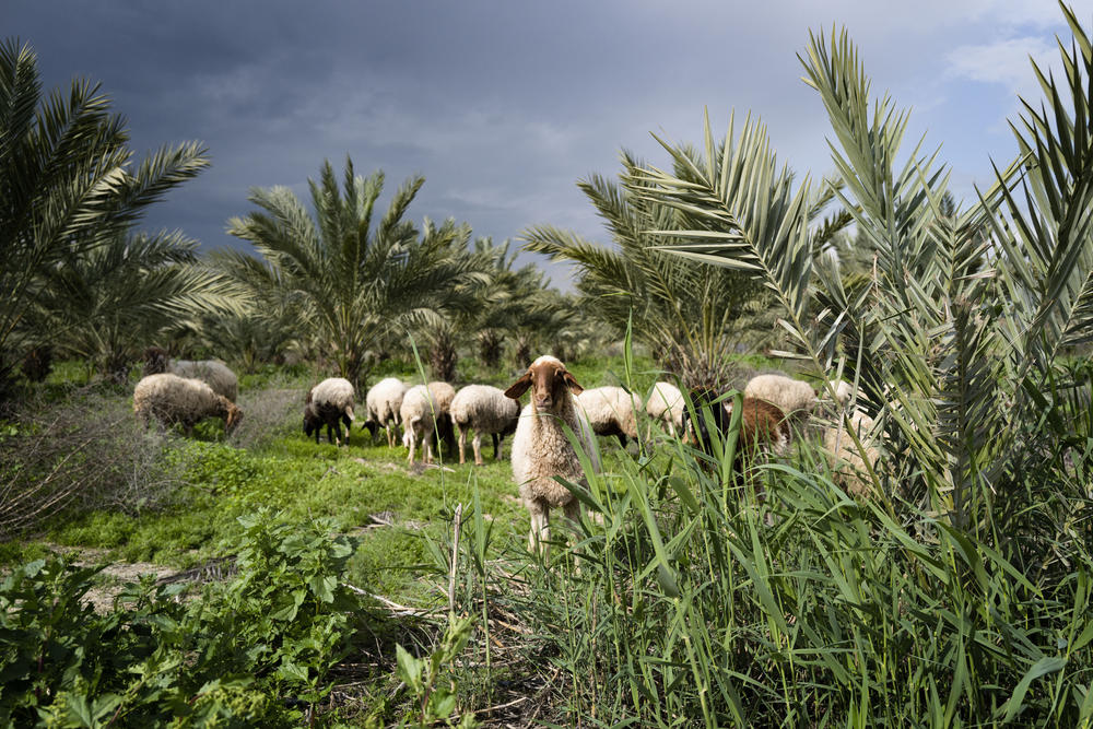 Sheep graze outside one of Israel's 