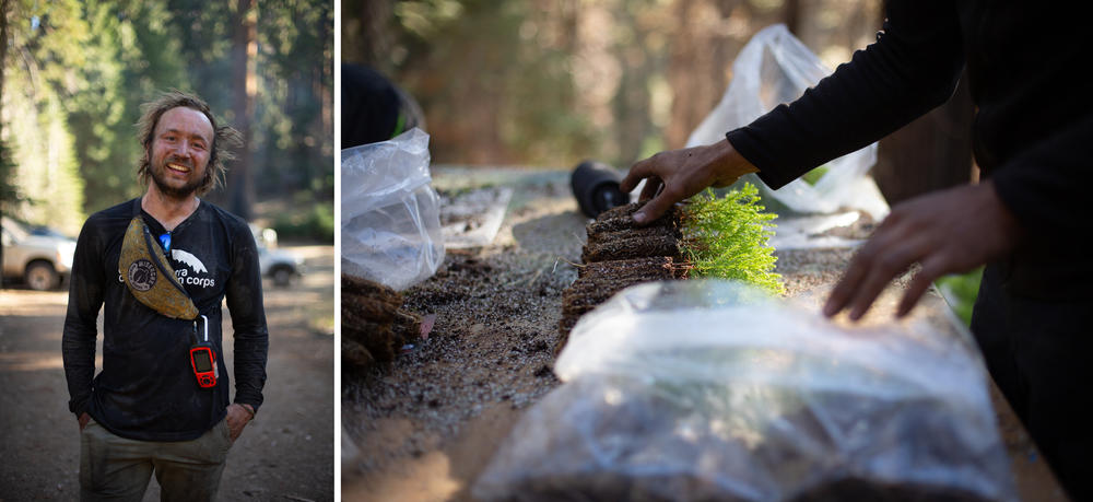 Micah Craig and a team from the Eastern Sierra Conservation Corps replant sequoia seedlings. Some are from groves already experiencing hotter, drier conditions, which could give them a better shot at withstanding climate change.