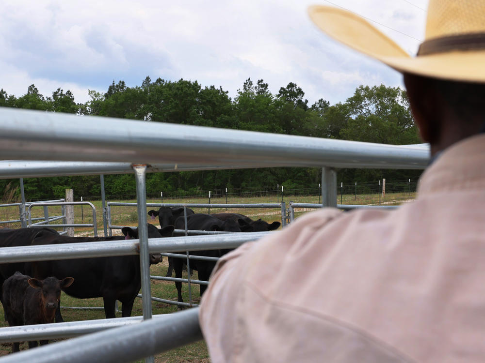 Handy Kennedy, founder of AgriUnity cooperative, counts his cows on HK Farms on April 20, 2021 in Cobbtown, Ga. The cooperative is a group of Black farmers formed to better their chances of success by putting their resources together to reduce their overhead costs.