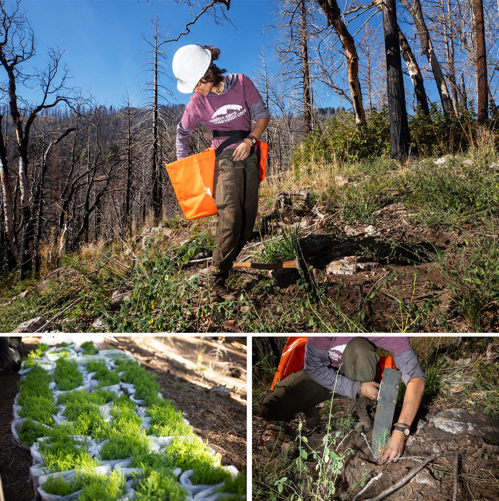 With so many ancient trees killed, the National Park Service has sprouted hundreds of sequoia seedlings to replant the severely burned areas, along with other species normally found there like white fir and sugar pines.