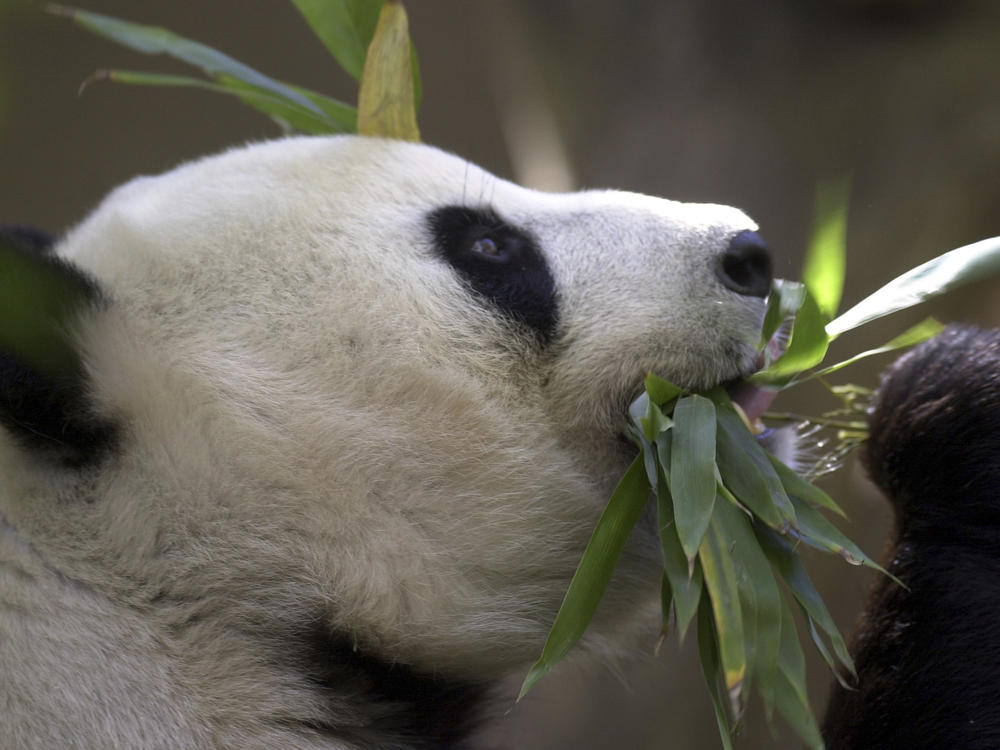 Bai Yun, the mother of newly named panda cub, Mei Sheng, gets a mouthful of bamboo during the cub's first day on display at the San Diego Zoo on Dec. 17, 2003. China is working on sending a new pair of giant pandas to the San Diego Zoo.