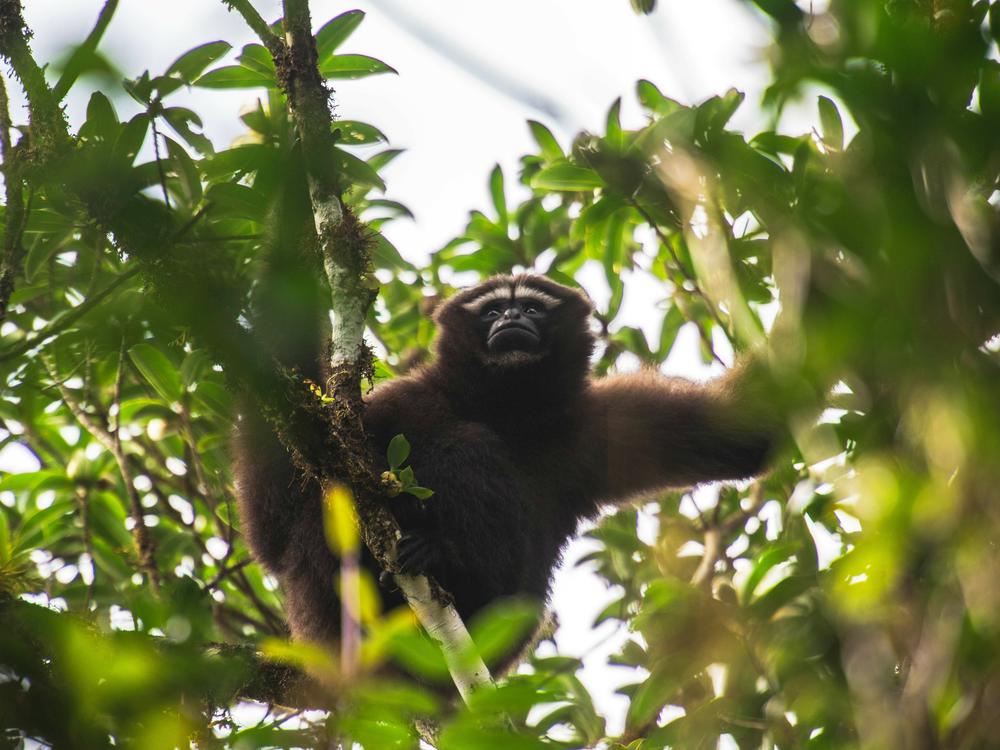 A skywalker gibbon is seen at the Gaoligong Mountain in China. The skywalker gibbon, a typical arboreal animal, is one of the national key protected wild animals, mainly found in Gaoligong Mountain.