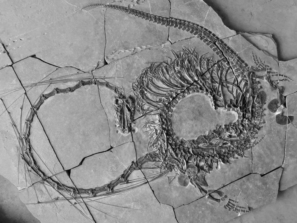 The 240 million-year-old fossil's neck has 32 separate vertebrae, longer than its body and tail combined.