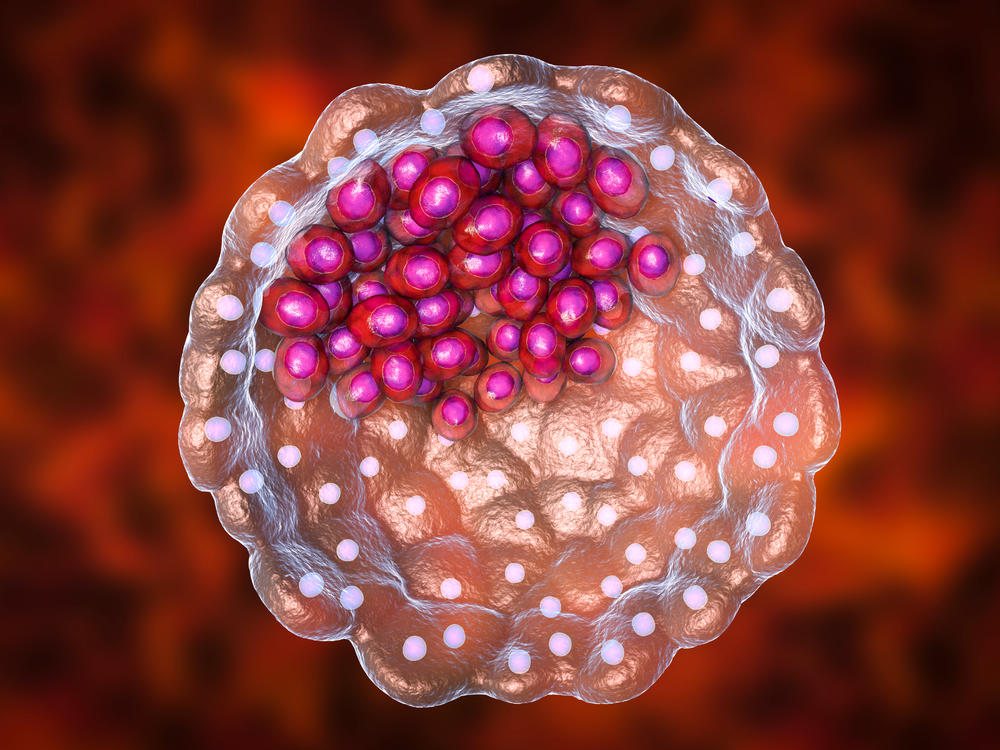Blastocyst illustration. A blastocyst is a hollow ball of cells with a fluid centre formed after several divisions of a fertilised cell (zygote). The inner cell mass (purple) contains the cells that will form the embryo proper, the embryonic stem cells (ESCs).