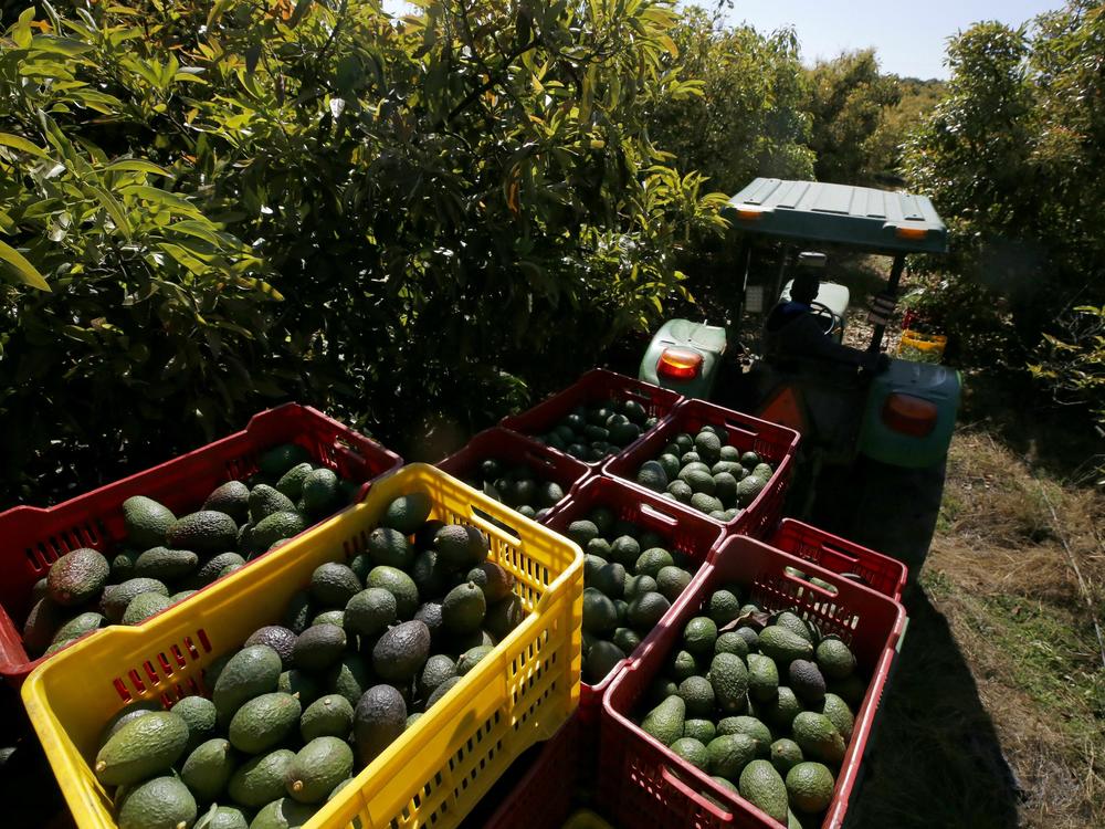A farmer works at an avocado plantation at the Los Cerritos avocado group ranch in Ciudad Guzman, state of Jalisco, Mexico.
