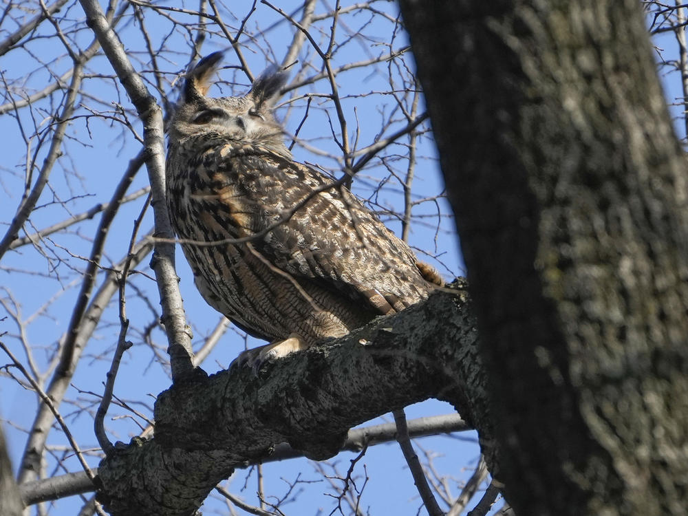 Flaco sits in a tree in New York's Central Park on Feb. 6, 2023.