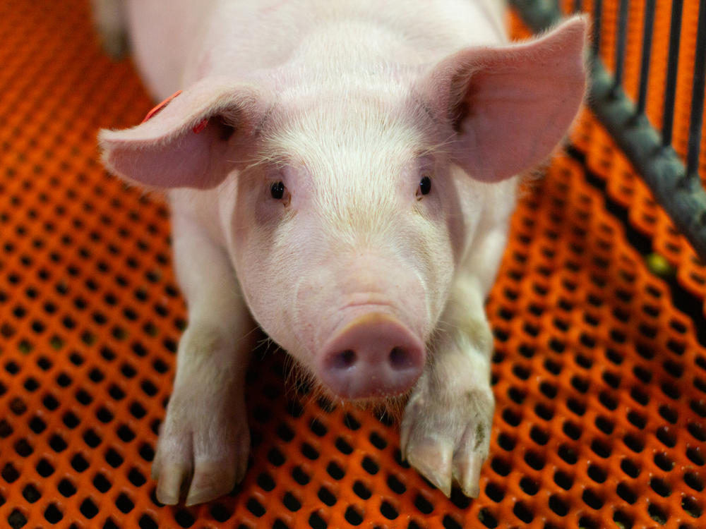 A young, genetically modified pig raised at a Revivicor farm for organ transplantation research.
