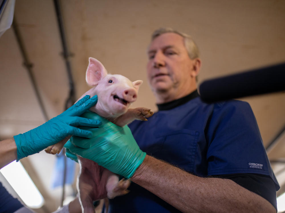 David Ayares, president and chief scientific officer of Revivicor, holds a piglet raised for research at a company farm in Montgomery County, Virginia.