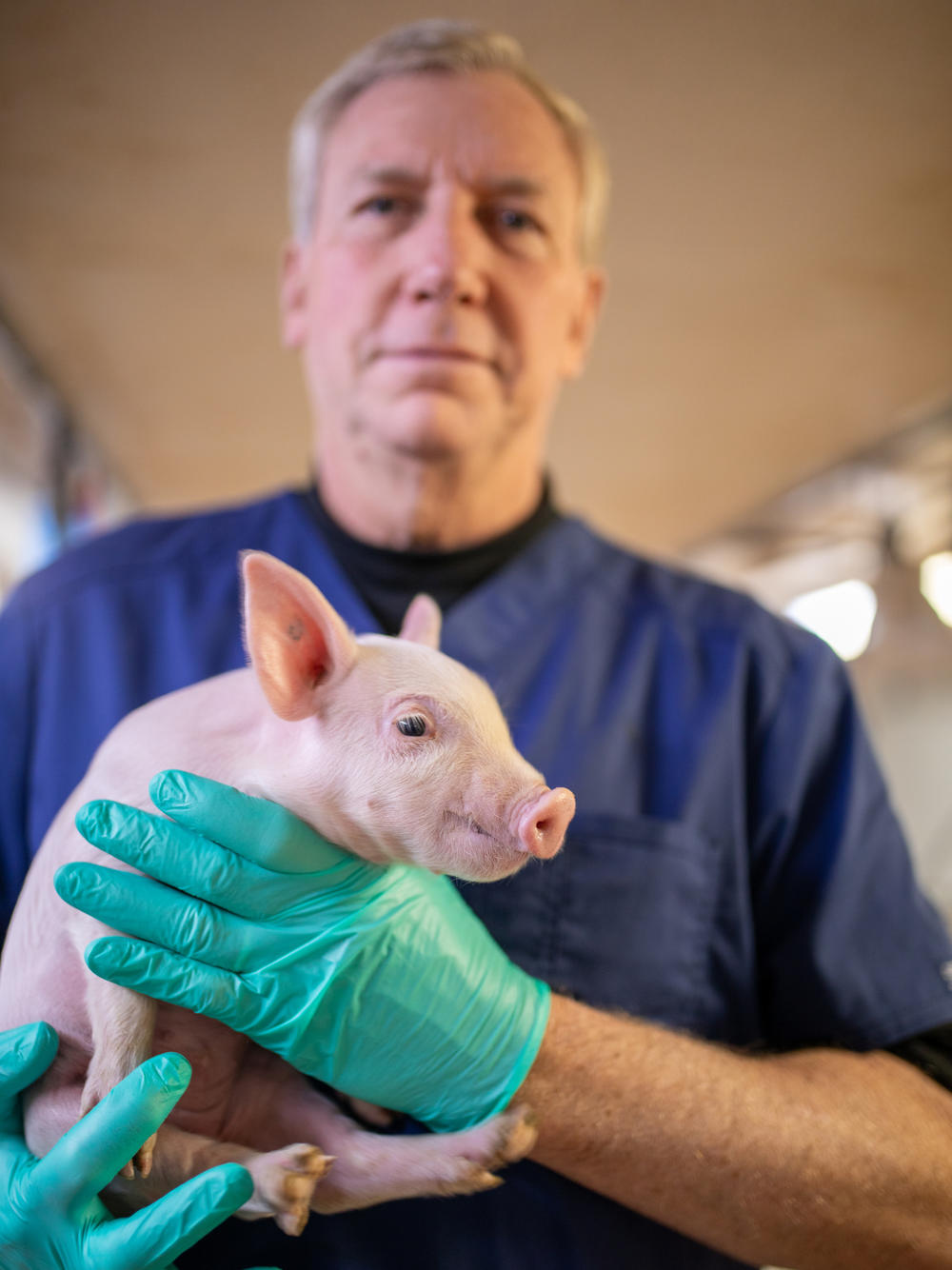 Revivicor's David Ayares acknowledges concerns about breeding pigs to provide organs for transplantation but says that this is a 