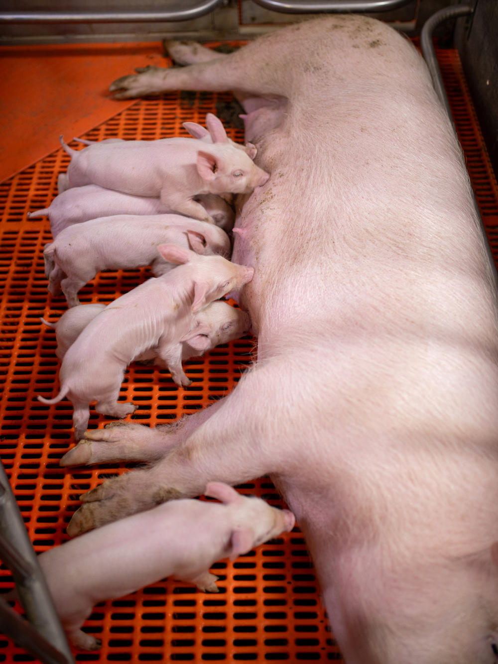 Piglets nurse in a pen at a Revivicor research farm.