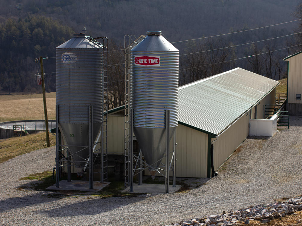 Metal barns are home to pigs raised for organ research at the Revivicor farm in Montgomery County, Virginia.