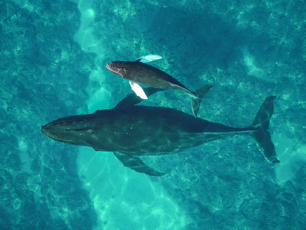 Humpback whales that spend their winters in Hawaii, like this mother and calf, have declined over the last decade.
