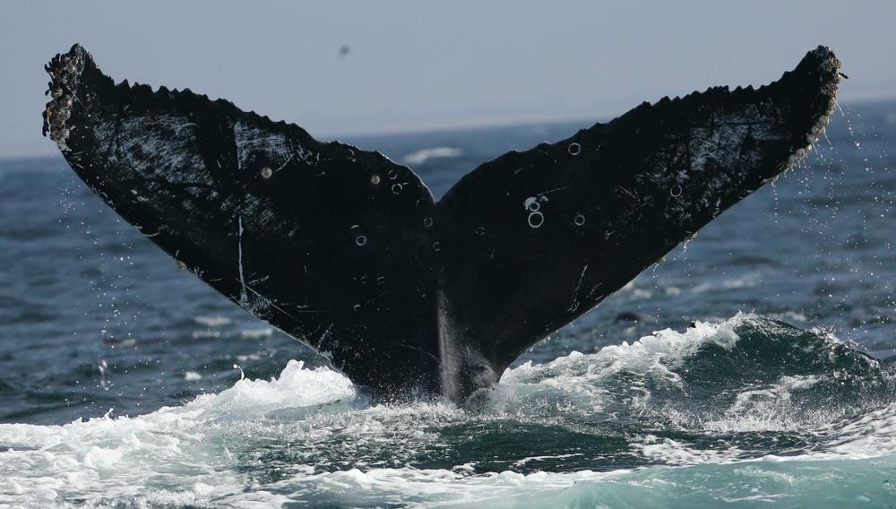 Humpback whale tails have unique markings, allowing both scientists and computer algorithms to identify individual whales.