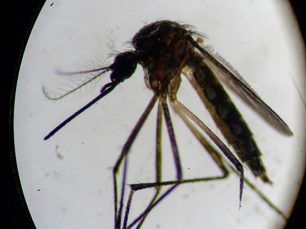 An Aedes aegypti mosquito seen through a microscope. A campaign is underway to inject mosquitoes and mosquito eggs with the Wolbachia bacteria, which can bring a halt to virus replication and transmission.