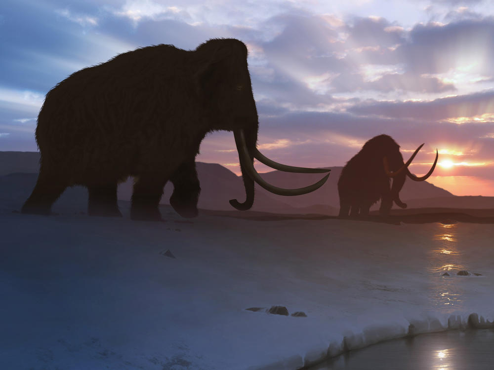 Could woolly mammoths walk again among humans? Scientists are working to resurrect the extinct species.