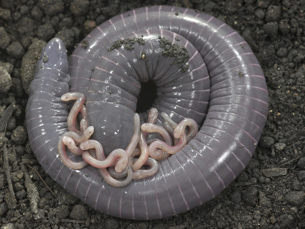 Caecilians are amphibians that look superficially like very large earthworms. New research suggests that at least one species of caecilian also produces 