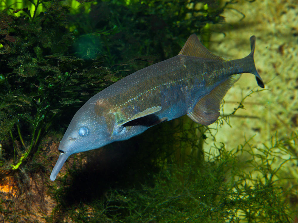 Elephantnose Fish, Gnathonemus petersii, Congo