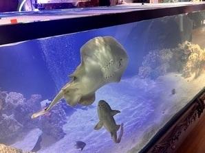 Charlotte the pregnant stingray swims in her aquarium in Hendersonville, N.C.