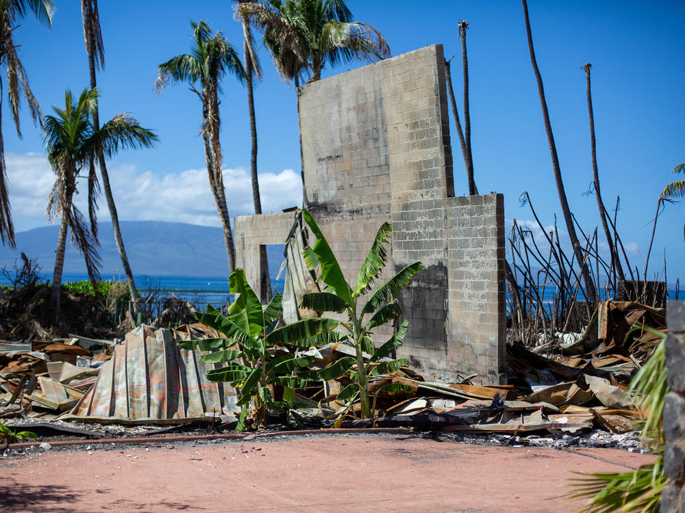 West Maui is a center of the tourism industry, raising concerns in the community that developers will buy properties destroyed in the fire as they come up for sale.