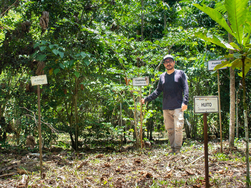 France Cabanillas works for the nonprofit group Pure Earth, which is spearheading an effort to plant saplings in areas of the Peruvian Amazon that were devastated by illegal gold mining.