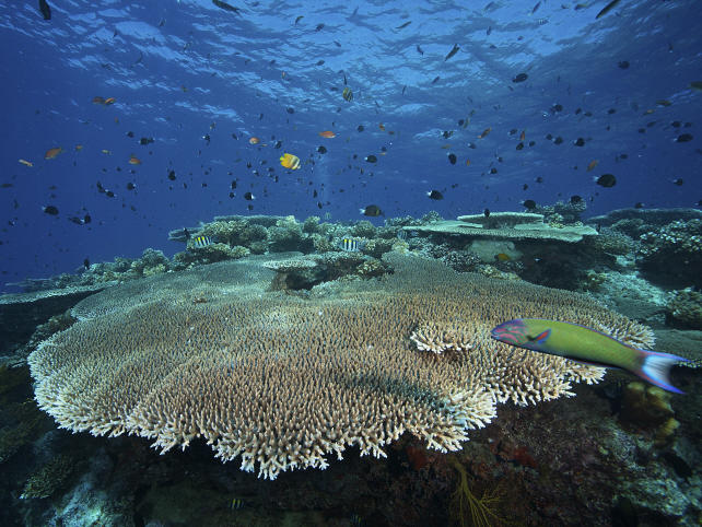 This type of staghorn coral (<em data-stringify-type=