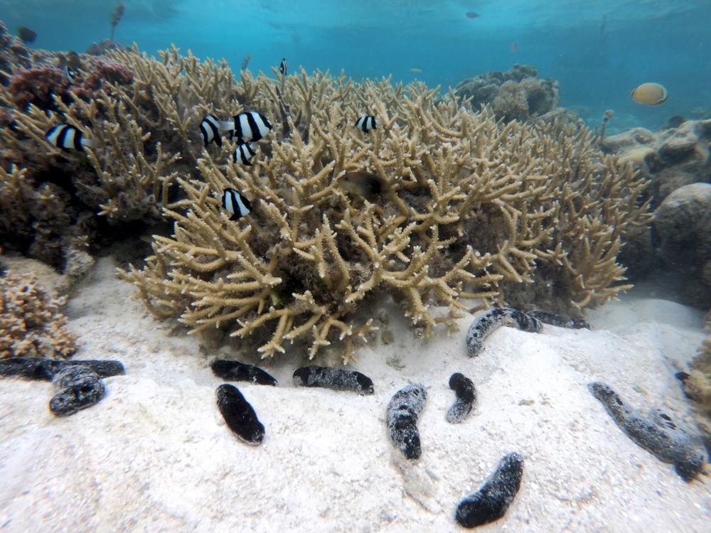 Sea cucumbers like the ones seen here on the sandy bottom behave like 