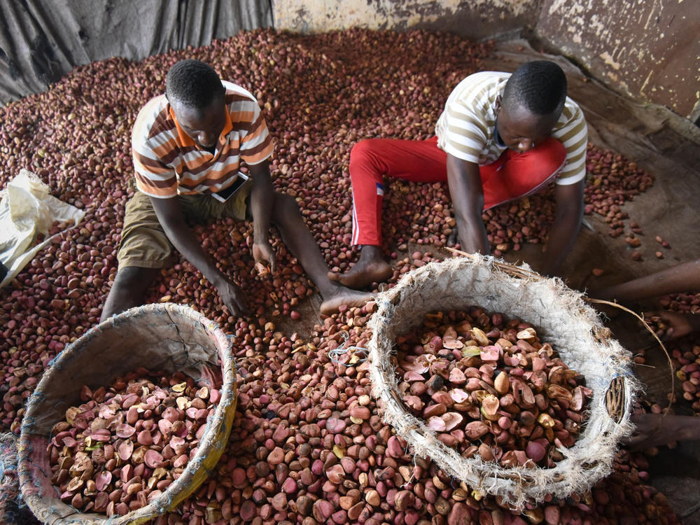 Kola nuts, native to Africa, are sorted in the Ivory Coast. The nuts were used in the original recipe for Coca-Cola and gave the soda half of its name. The company does not give out its current formula but numerous articles on Coke assert that extract of kola nuts is no longer used.