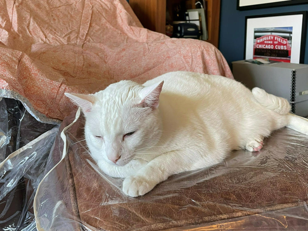 Scott Simon has a new, foster cat in addition to a dog and hamster.