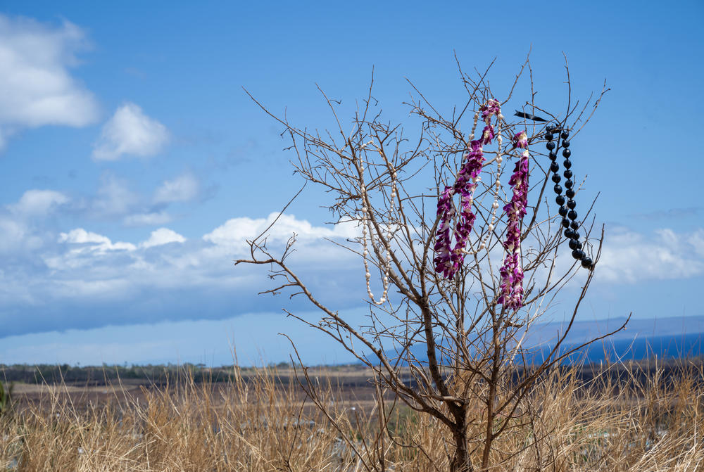 Leis and beads were hung on a shrub on the overlook over burned out Lahaina on Aug. 14, 2023.