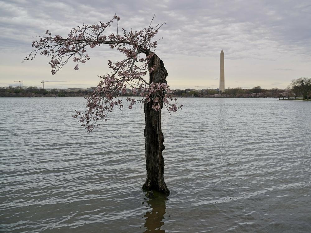 The scraggly cherry blossom tree known as Stumpy on March 15 in Washington, D.C. At high tide, the base of the tree's trunk is inundated with several inches of water.