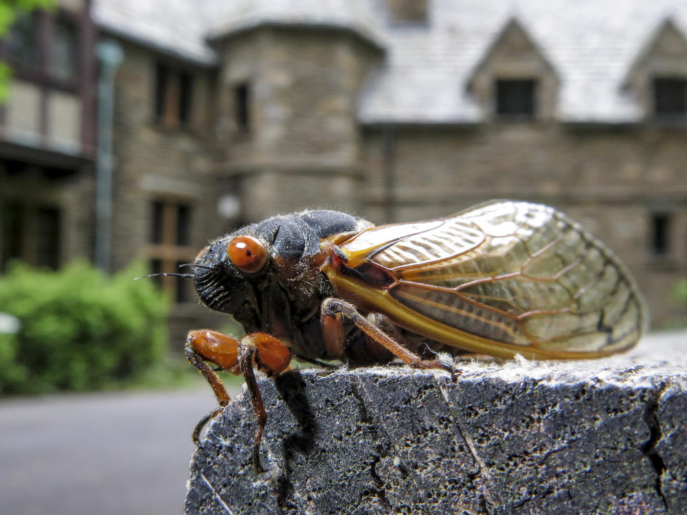 A cicada perches on a picnic table in front of Nolde Mansion in Cumru Township, PA in May 2021. New research shows that these insects urinate in a surprising way.
