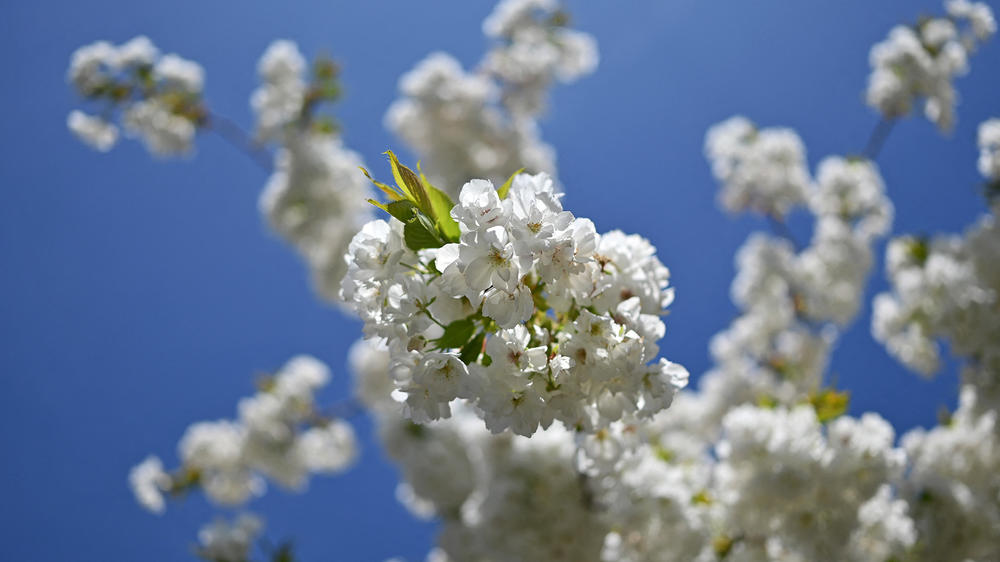 A cherry blossom tree is pictured in Battersea Park, in London, on April 9, 2023 during a sunny spring day.